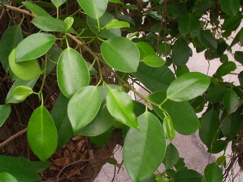 去殯儀館沒有榕樹葉|避邪植物能去晦氣？3植物有效防卡陰，簡單3步驟教你如何避邪｜ 